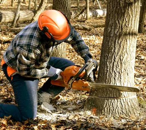 Tree Removal in Meyersville, TX